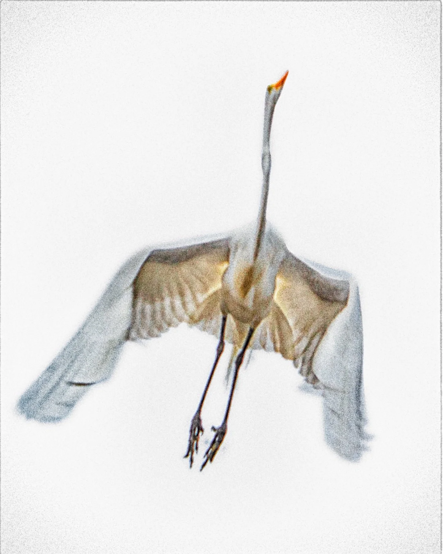 Migrating Great Egret, Chattahoochee River (2020)